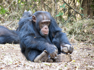 Chimpanzee cracking a nut with stones