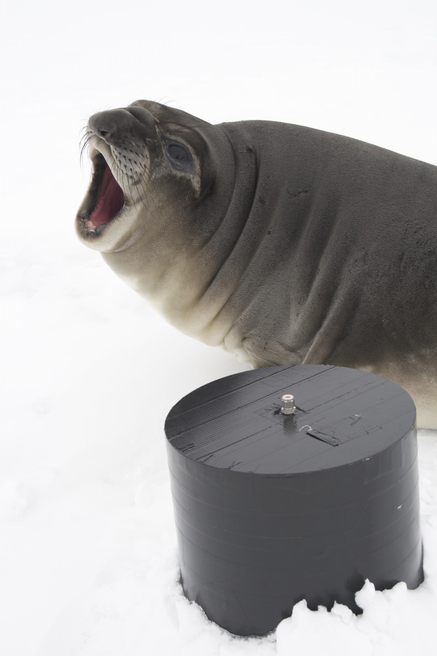 Seal