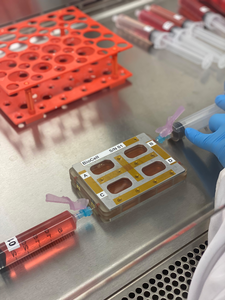 Pre-flight preparation of tissue chips for the Immunosenescence investigation