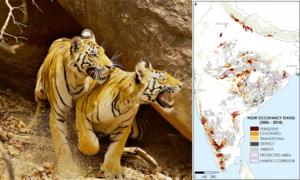 Tigers and map