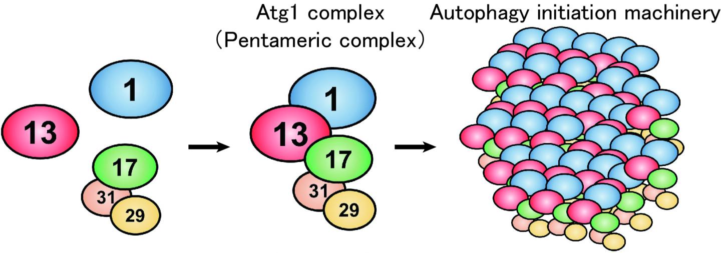 Figure 1: Formation Model of the Autophagy Initiation Machinery
