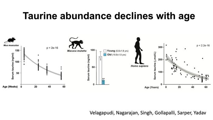 Taurine abundance declines with age