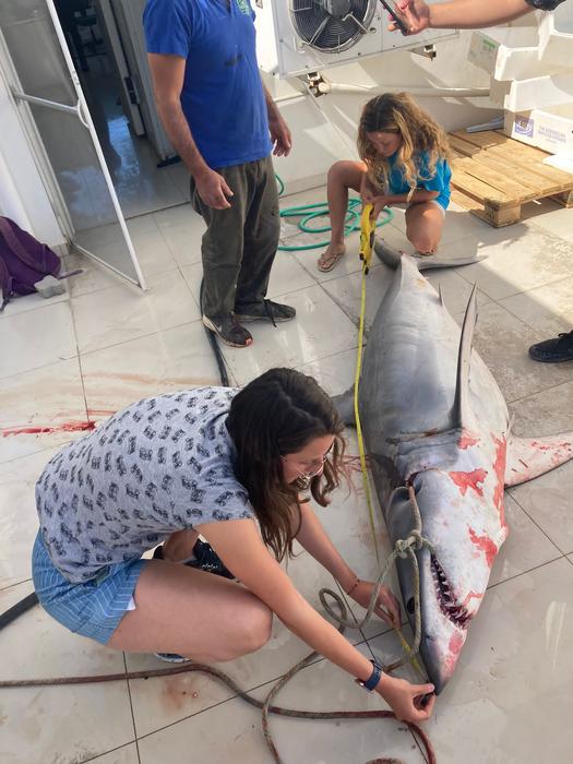 Researchers measuring a shark caught off Cyprus