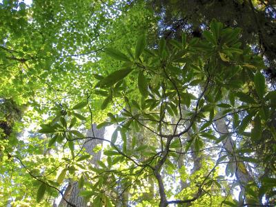 H.J. Andrews Experimental Forest, Oregon, USA (3 of 3)