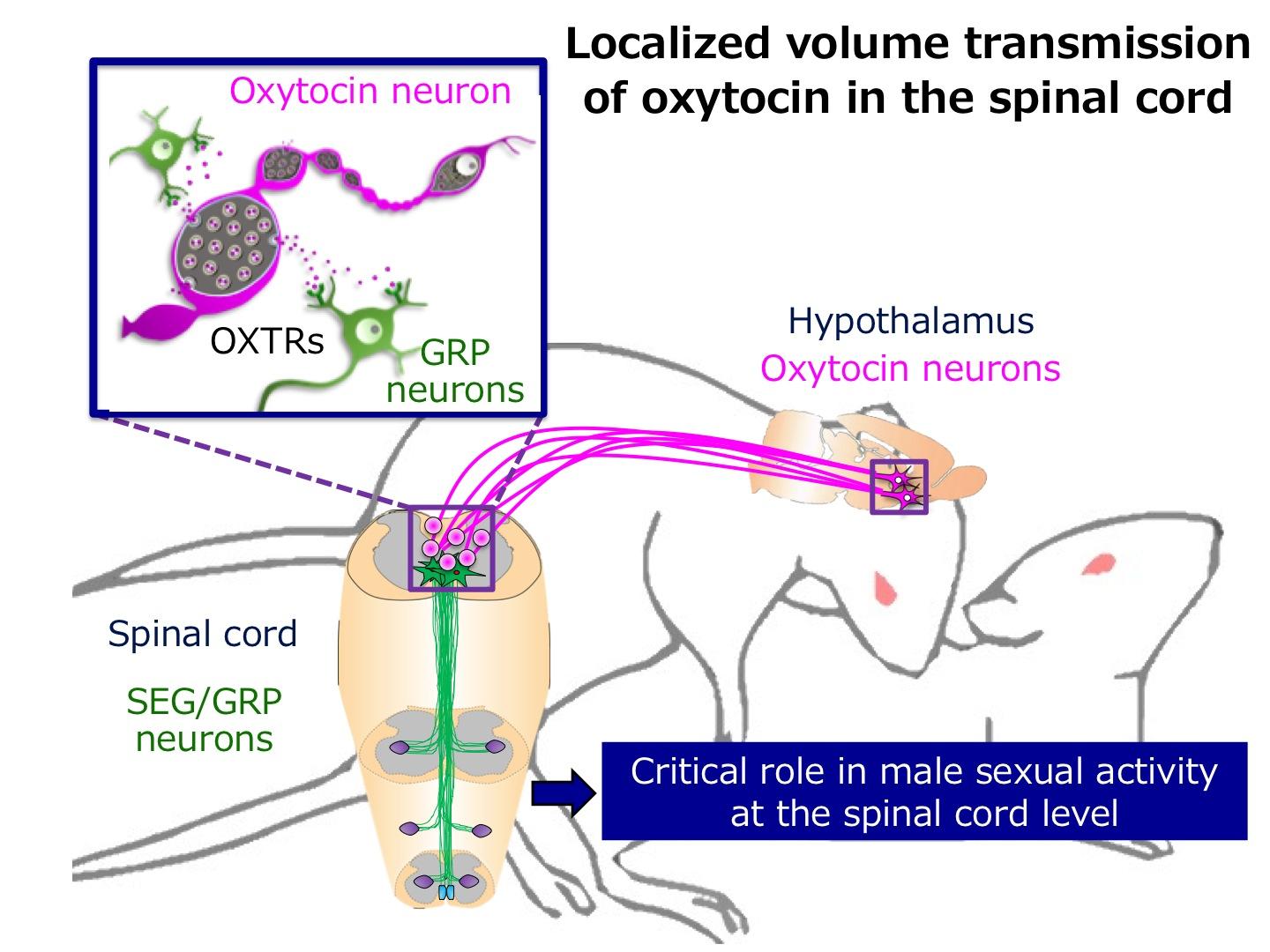 Novel Roles of the Love Hormone 'oxytocin' in Controlling Male Sexual Activity