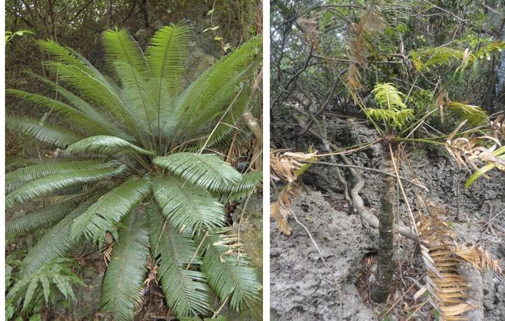 Cycas micronesica before and after Scale Invasion
