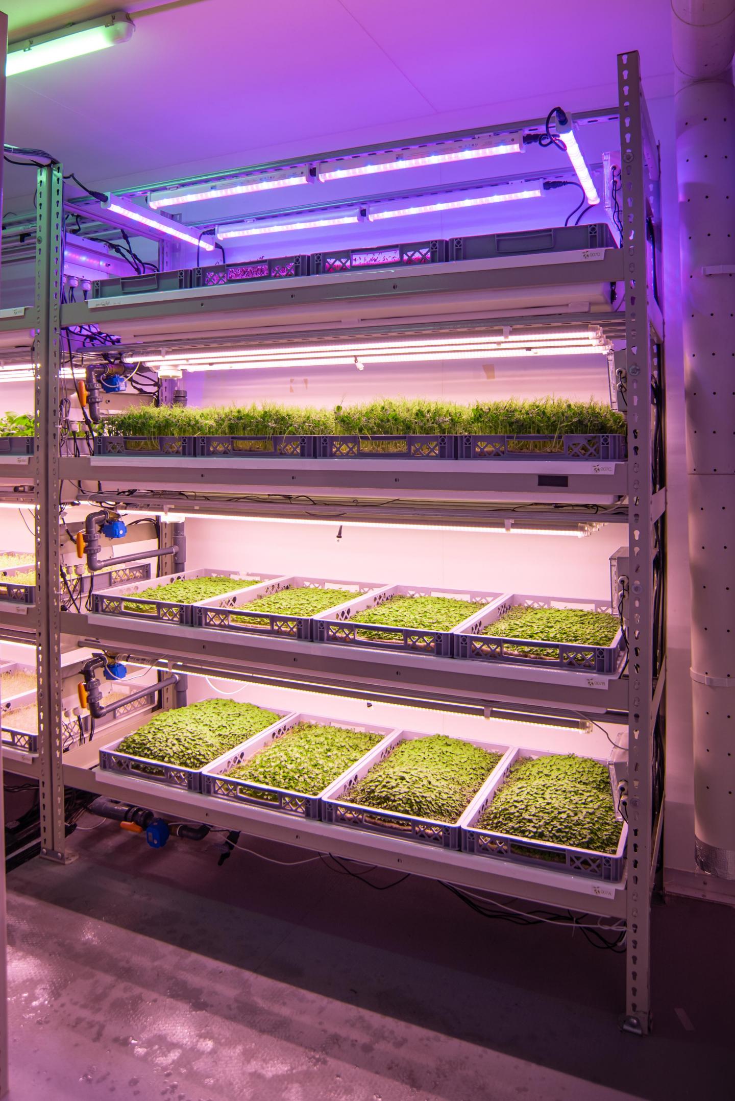 Vertical Farming