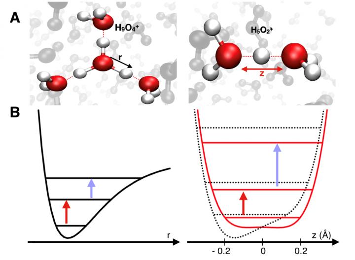 Chemical Structure of Hydrated Protons in Liquid Water