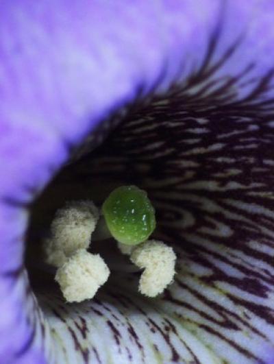 To Prevent Inbreeding, Flowering Plants Have Evolved Multiple Genes, Research Reveals (2 of 3)