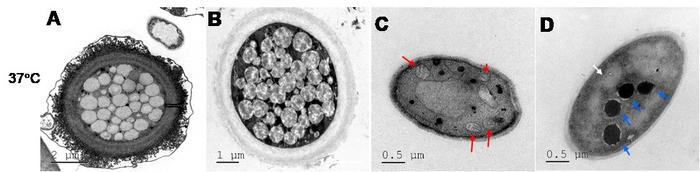 Photographs of predominant thermophilic fungal strains with and without the melanin precursor