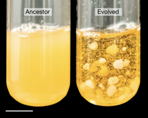 Snowflake Yeast Shaking Incubators