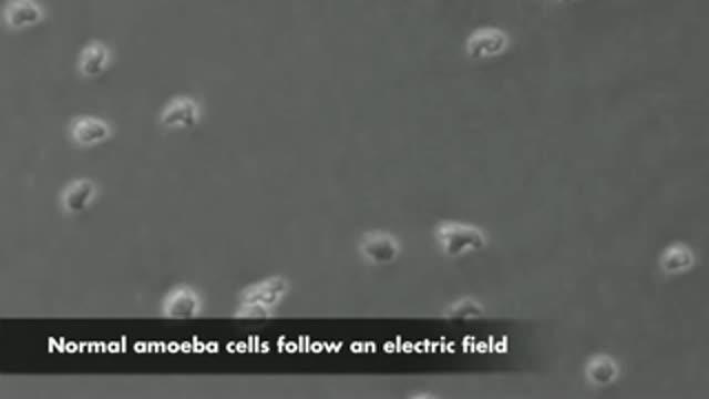 Amoeba Cells Moving in An Electric Field