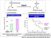The lysophospholipid metabolism enzyme Gdpd3 is required for the recurrence in CML stem cells.