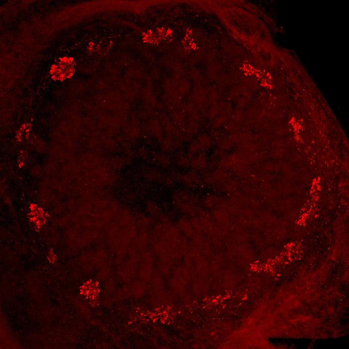 Ring-shaped glomerular arrangement in the peripheral region of the antennal lobe of a migratory locust