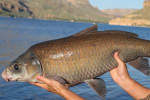 A century-old buffalofish from Apache Lake, Arizona.