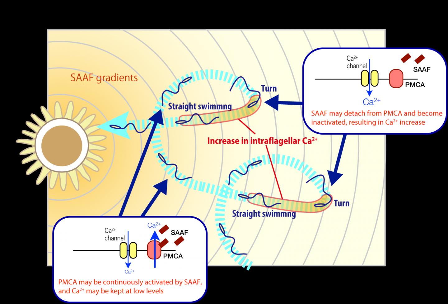 PMCA and SAAF Cell Signalling Pathway