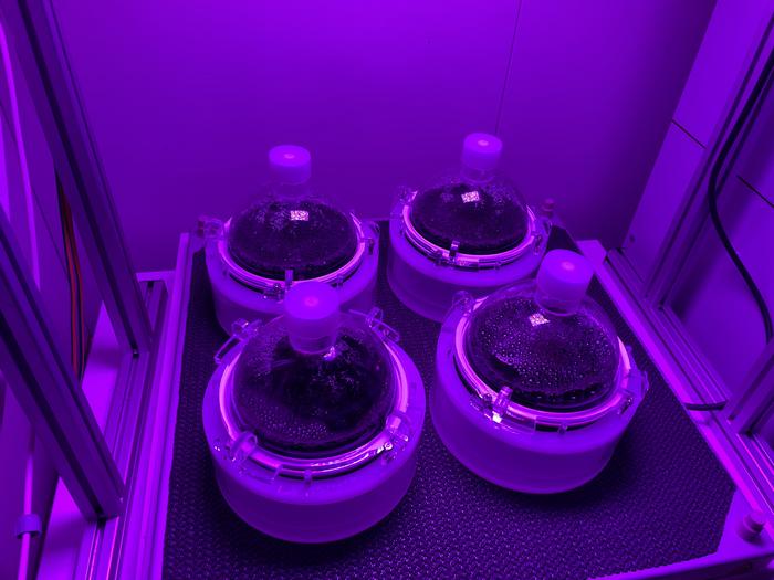 Cyanobacteria in high-density- [IMAGE] | EurekAlert! Science News Releases