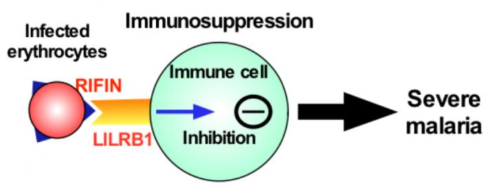 Mechanism of Immune Escape by <i>P. falciparum</i>