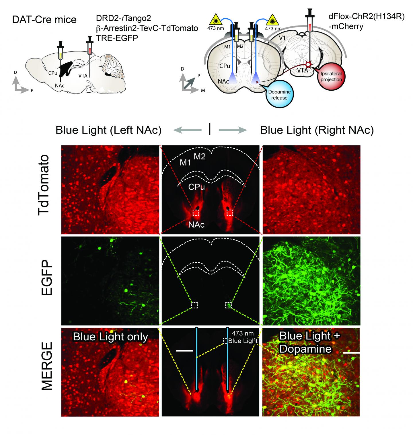 In Vivo Labeling of DA-Sensitive Neuronal Population