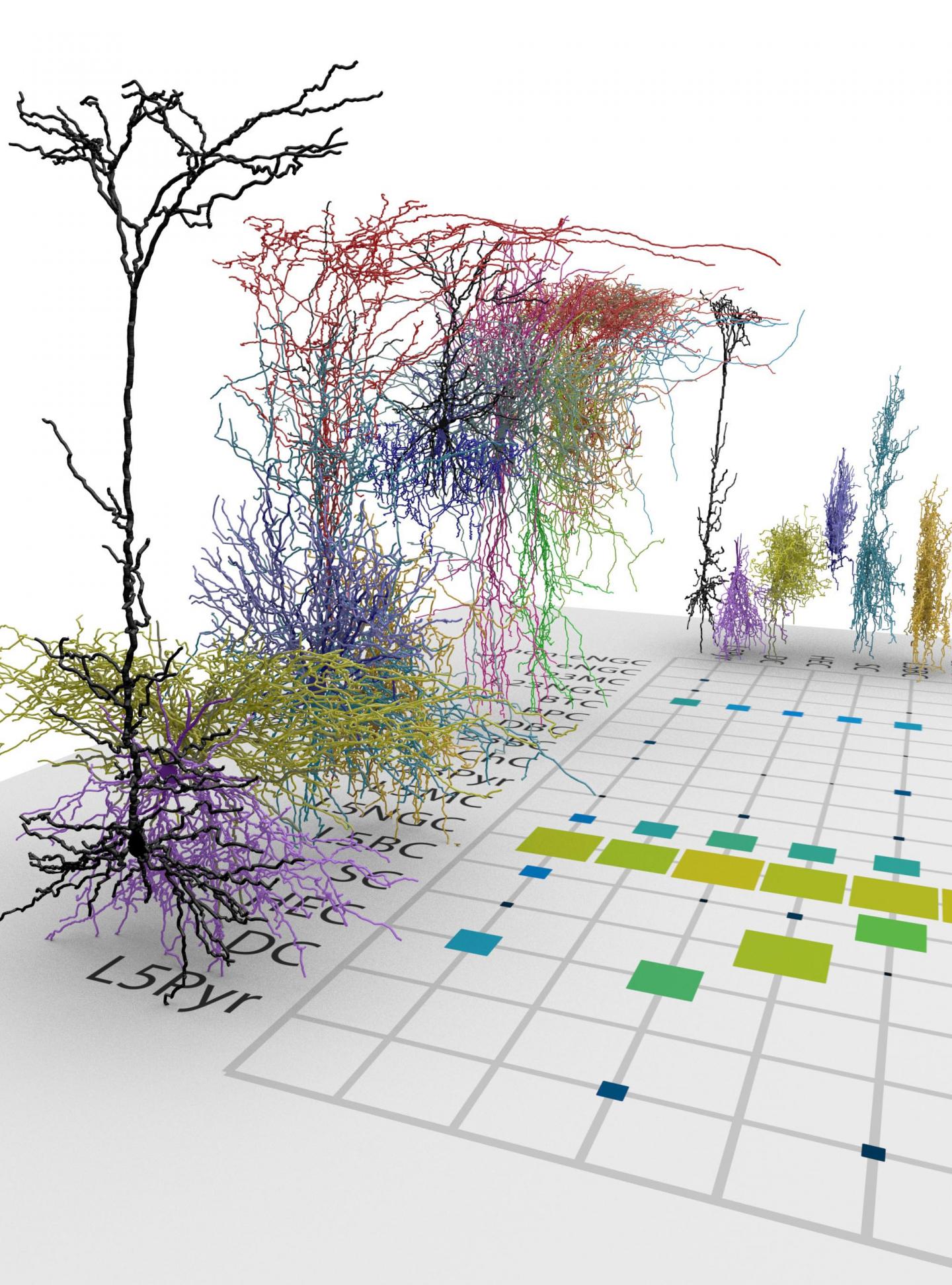 Detailed Mapping of Adult Cortex Reveals New Neuron Types (1 of 2)