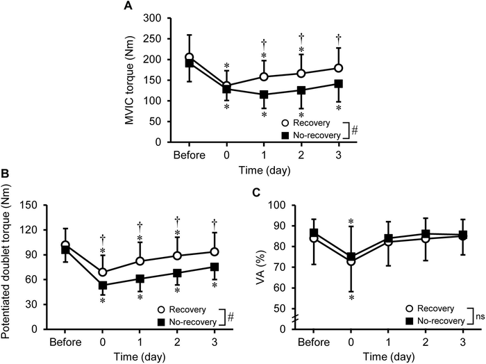 The recovery of the maximal voluntary isometric contraction (MVIC) torque reveals two distinct groups of people