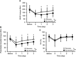 The recovery of the maximal voluntary isometric contraction (MVIC) torque reveals two distinct groups of people