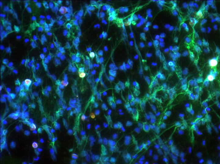Wild-type <I>Pseudomonas</I>