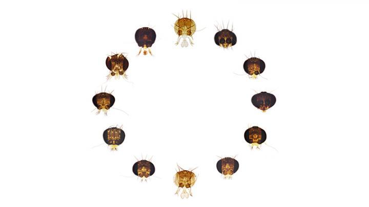 12 New Scuttle Fly Species