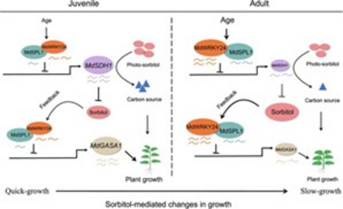 Proposed models illustrating how sorbitol mediates age-dependent changes in apple plant growth strategy through gibberellin signaling.