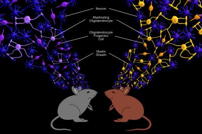 Glial Cells' Role in Determining Social Resilience