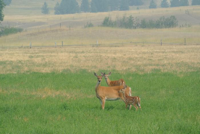 White-tailed deer