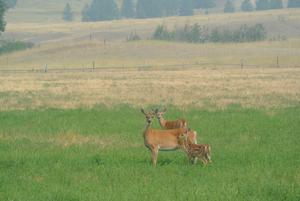 White-tailed deer