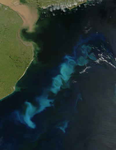 Phytoplankton Bloom in Western South Atlantic Ocean