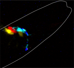 Neurotransmitters in a worm