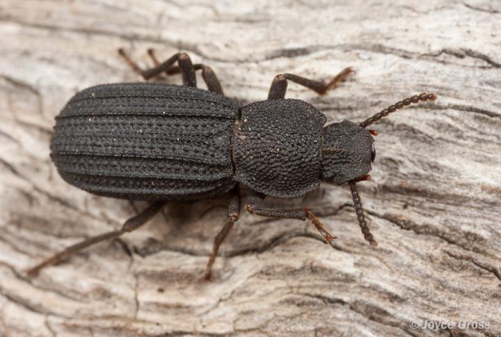 Modern Darkling Beetle