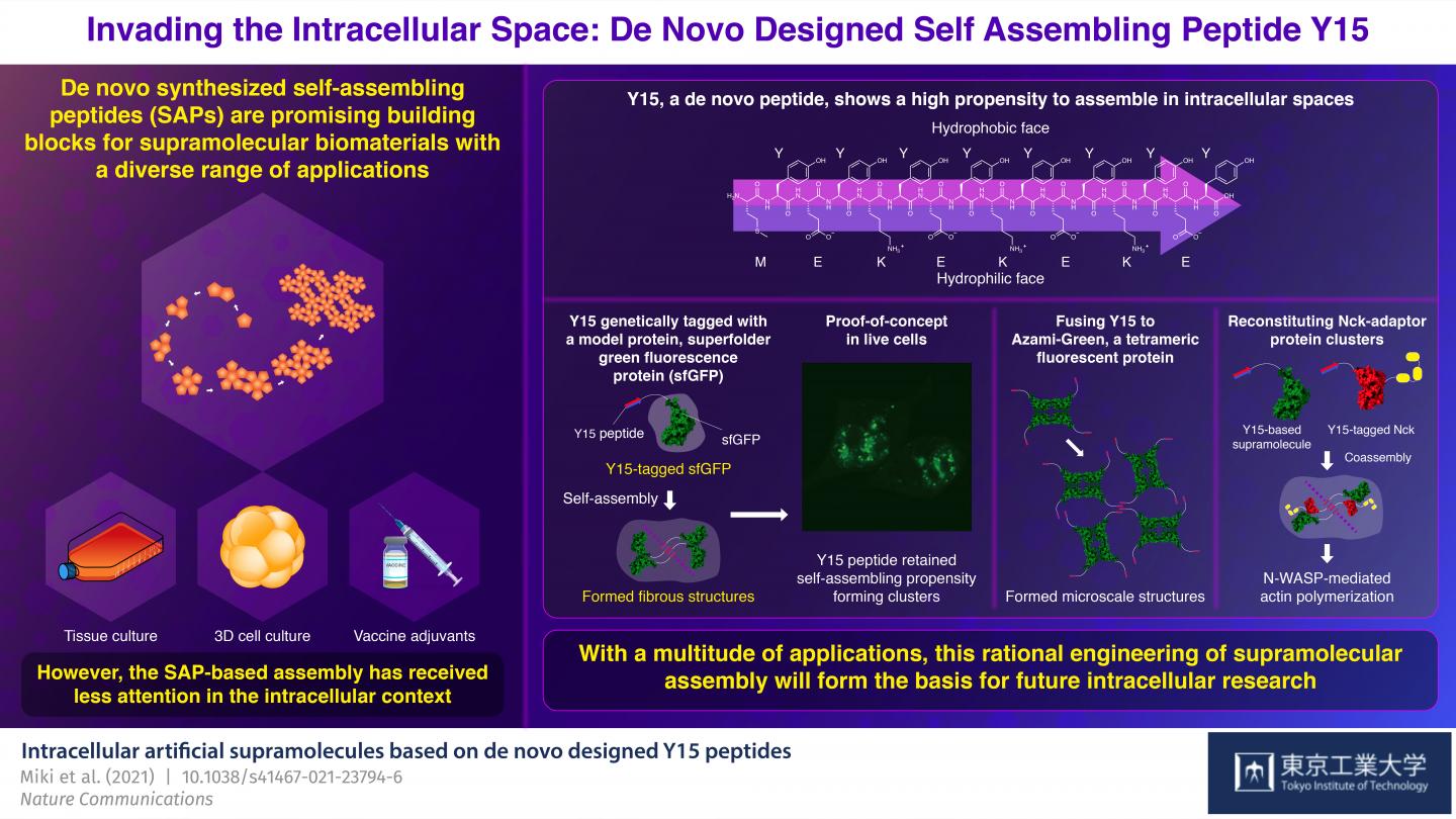 Figure 1 Invading the Intracellular Space: De Novo Designed Self Assembling Peptide Y15