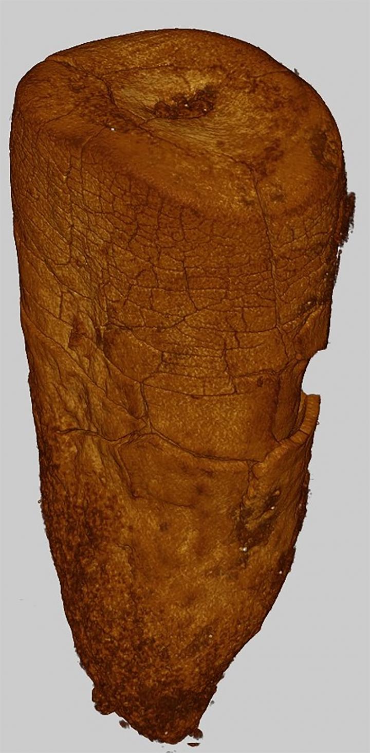 3D Reconstruction of the Les Cottés Neandertal Tooth