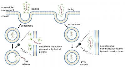 Helical vs. Random Coil Polymers as Gene Delivery Agents