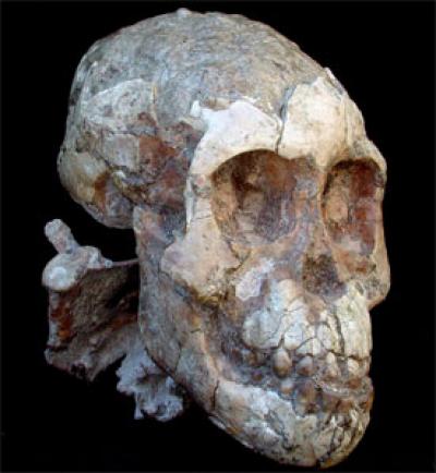 Skull of the <i>Australopithecus afarensis</i> Child