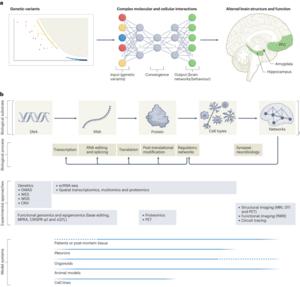 Fig. 2: A pathway from genomics to an aetiological theory of schizophrenia.