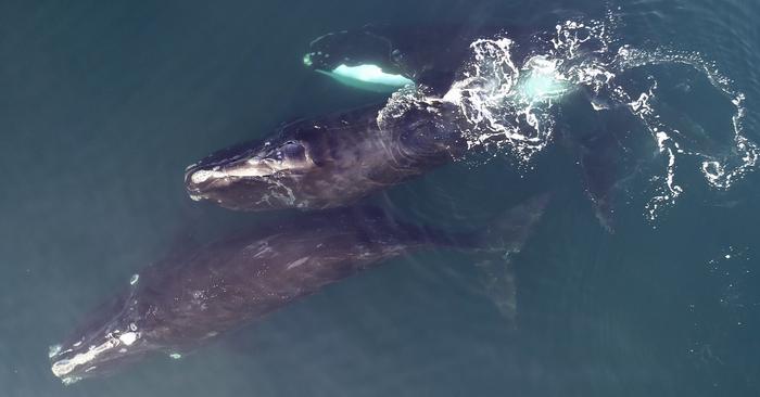 Right Whales in a pod