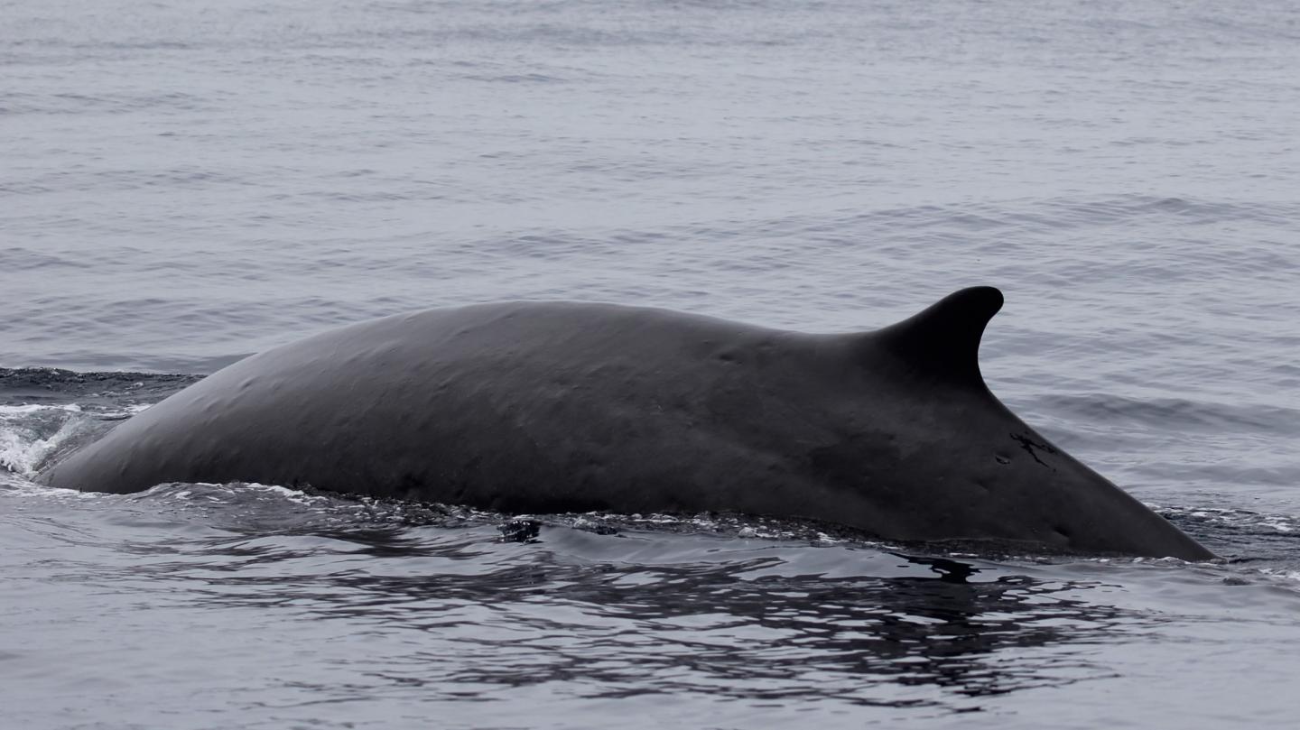 A Fin Whale Spotted off the US Coast