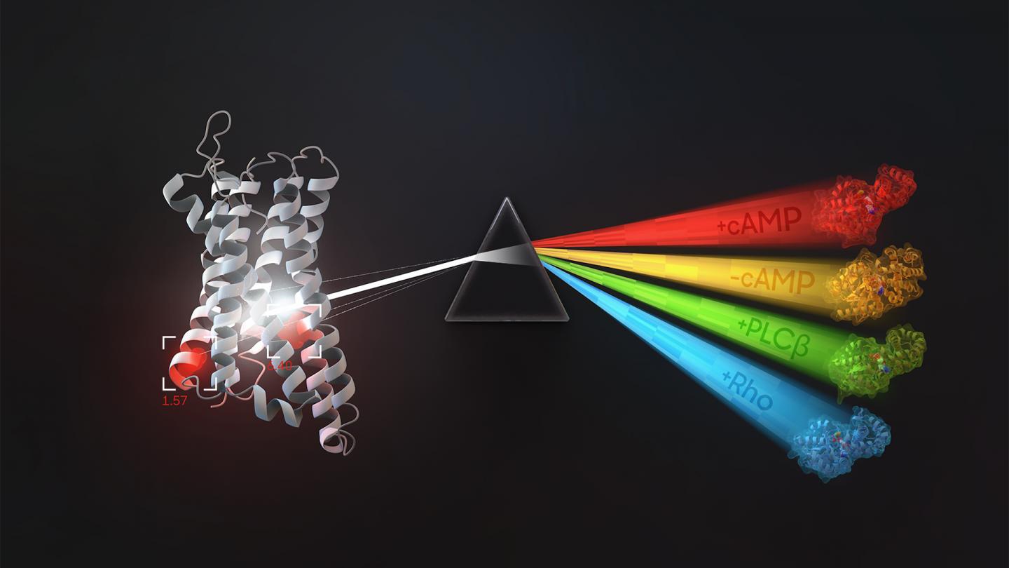 G-Proteins