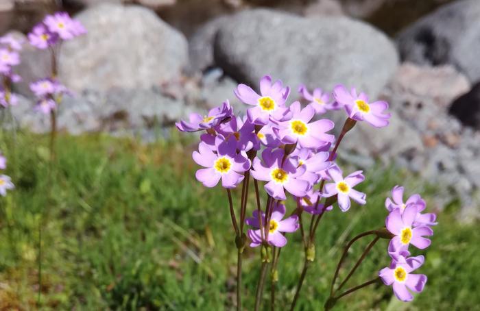 Arctic Siberian primrose.