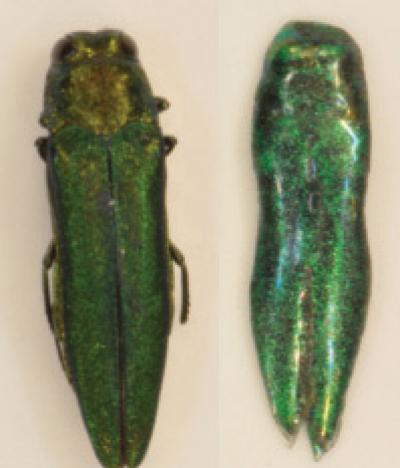 Emerald Ash Borer