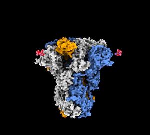 Revealing the ‘sweet secrets’ of coronavirus cell entry