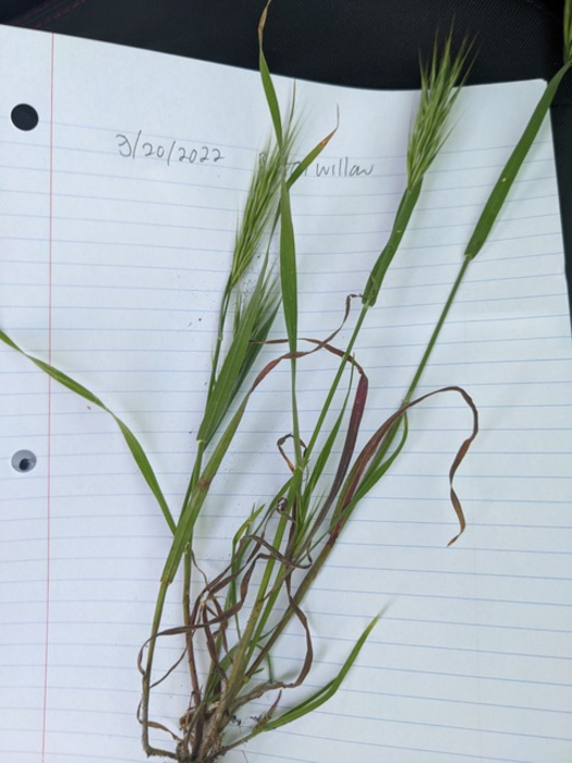 Grass sample