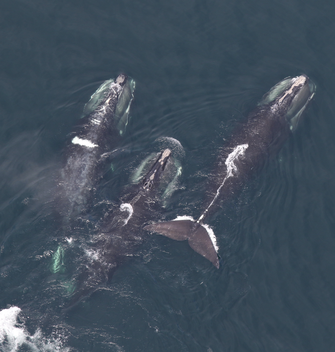 Three North Atlantic right whales feeding at the water surface in Cape Cod Bay, Massachusetts USA.