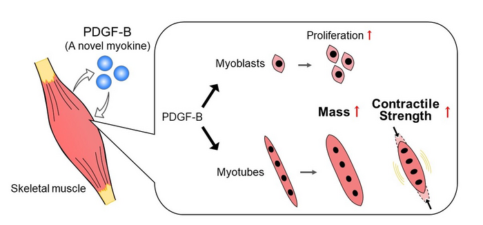 How the myokine PDGF-B impacts cellular processes in skeletal muscle.