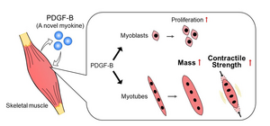 How the myokine PDGF-B impacts cellular processes in skeletal muscle.